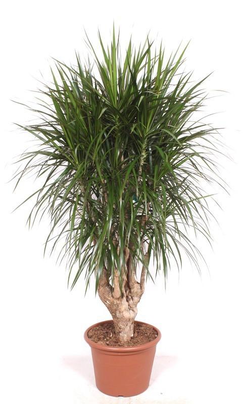 Dracaena Marginata verzweigt XXL - 190 cm, ⌀ 40-45 cm