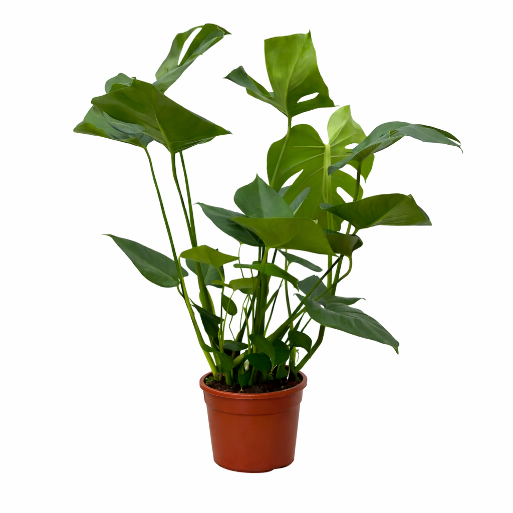 Monstera - 70 cm