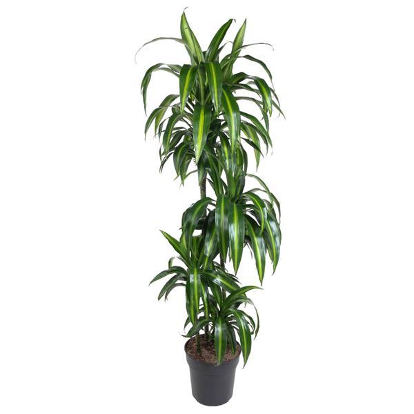 Dracaena Hawaiian Sunshine - 150 cm