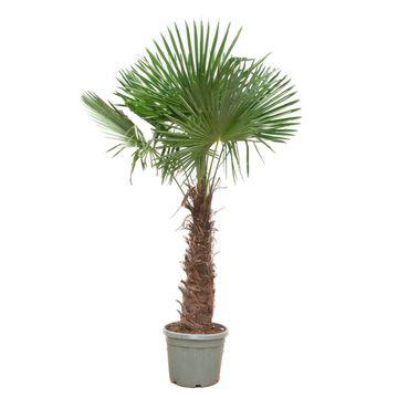 Trachycarpus Fortunei - 240-270 cm, Ø40-Ø55 cm