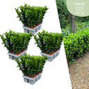 Kletterspindel 'Green Spire' 24er-Set (Euonymus fortunei) – winterharter Kletterstrauch, Topf-Ø 7 cm, Höhe ca. 15 cm