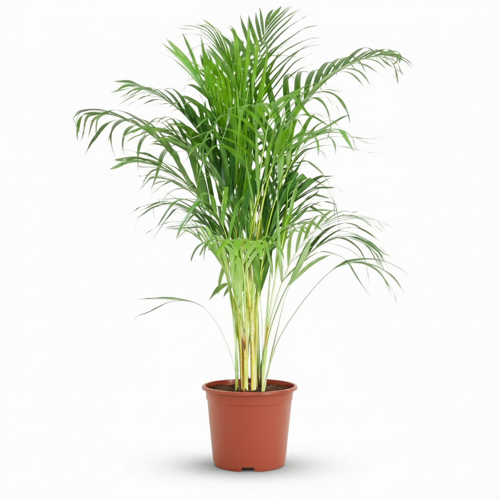 Plante d'intérieur - Palmier doré - Dypsis Lutescens Areca - Vert - Entretien facile - 1 Plante - Pot 21cm - Hauteur 90 - 100cm