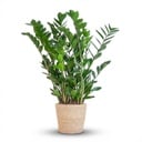 Glücksfeder (Zamioculcas zamiifolia) – pflegeleichte Zimmerpflanze, im Dekokorb, Höhe ca. 80 cm