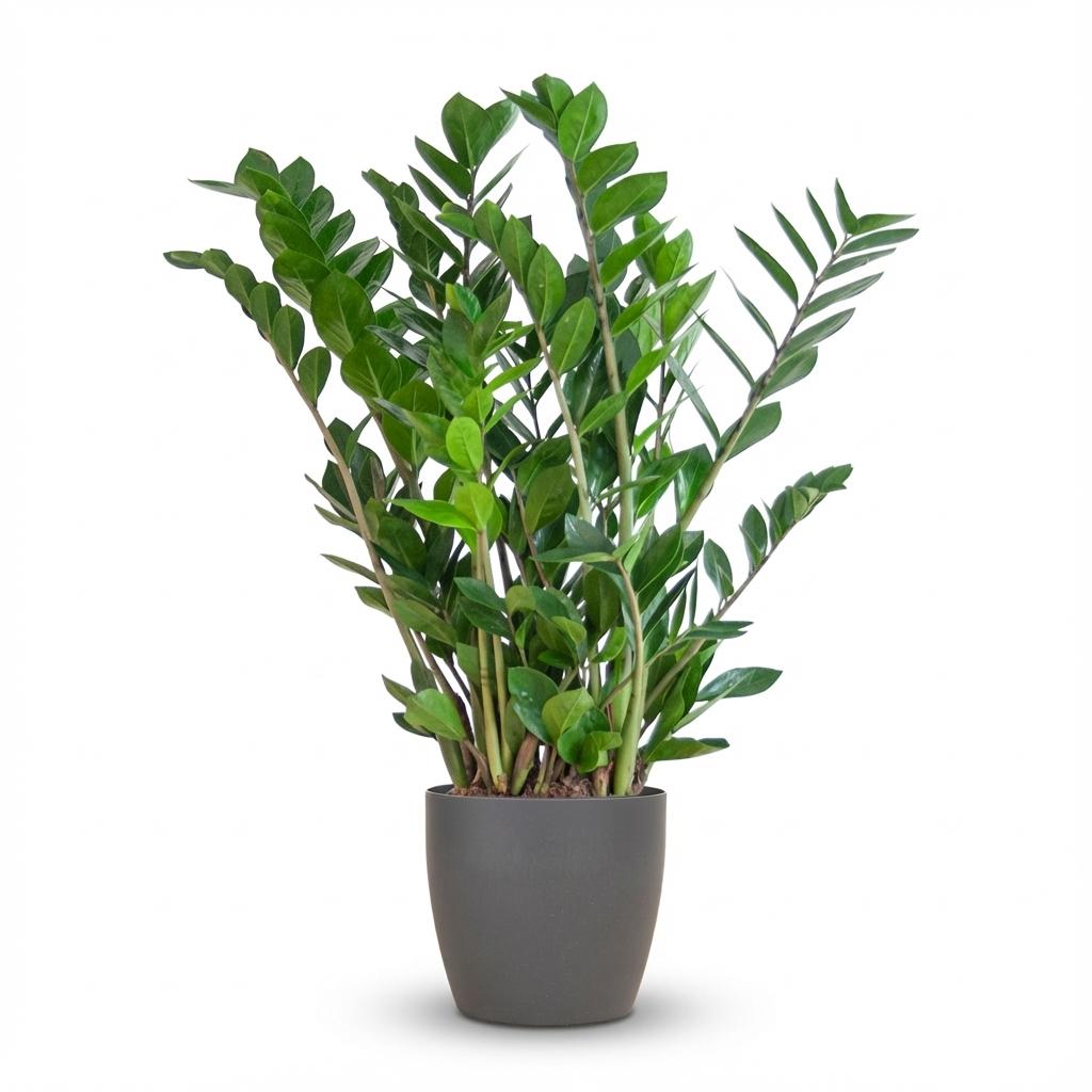 Zamioculcas Zamiifolia mit Potter Grau - 80cm - Ø21