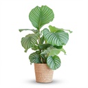 Rundblättrige Korbmarante (Calathea orbifolia) – pflegeleichte Zimmerpflanze, im Dekokorb, Höhe ca. 65 cm
