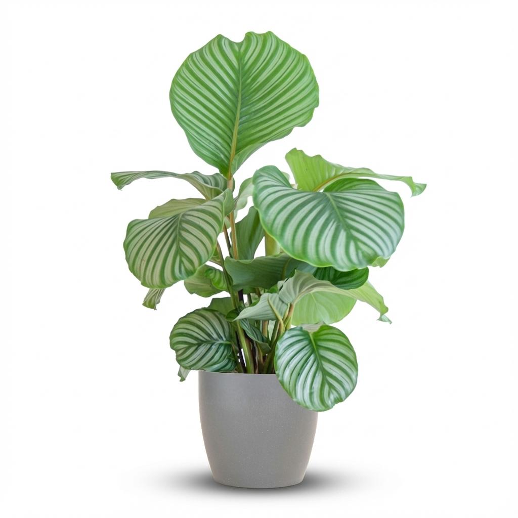 Calathea Orbifolia  mit Potter grau - 65cm - Ø21