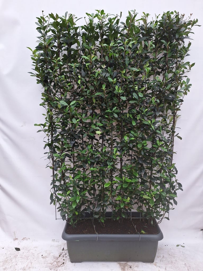 Photinia fraseri 'Carré Rouge' - Fertighecke - 120 x 180 cm