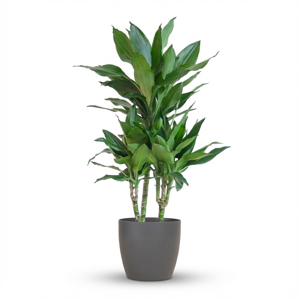 Dracaena  Janet Lindt mit Potter grau - 95cm - Ø21