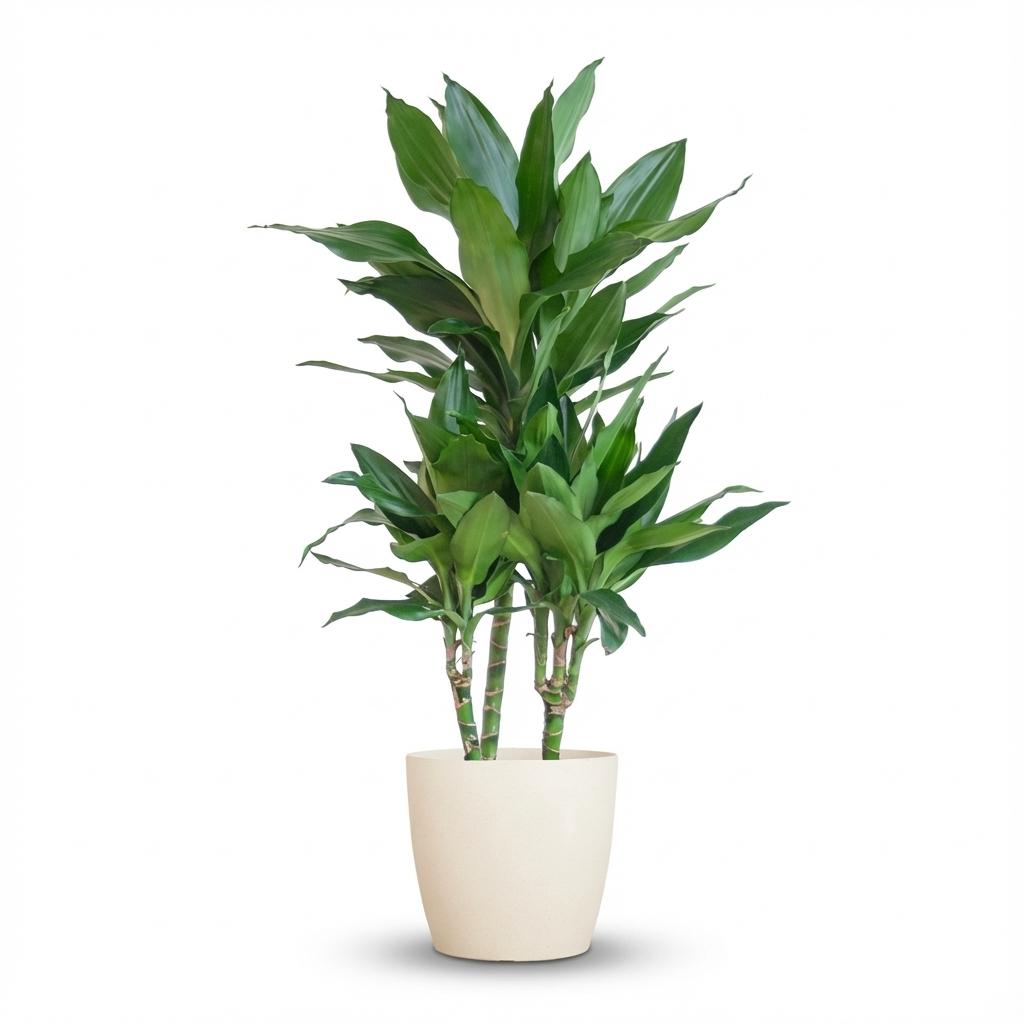 Dracaena  Janet Lindt mit Potter Weiß - 95cm - Ø21