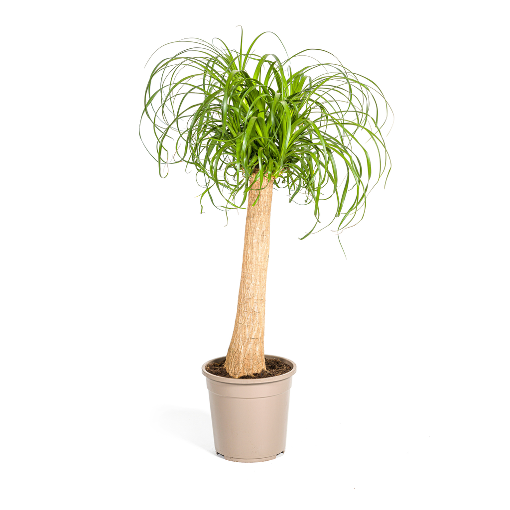 Elefantenfuß (Beaucarnea recurvata) – pflegeleichte Zimmerpflanze, Topf-Ø 24 cm, Höhe ca. 24 cm