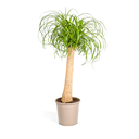 Elefantenfuß (Beaucarnea recurvata) – pflegeleichte Zimmerpflanze, Topf-Ø 24 cm, Höhe ca. 24 cm
