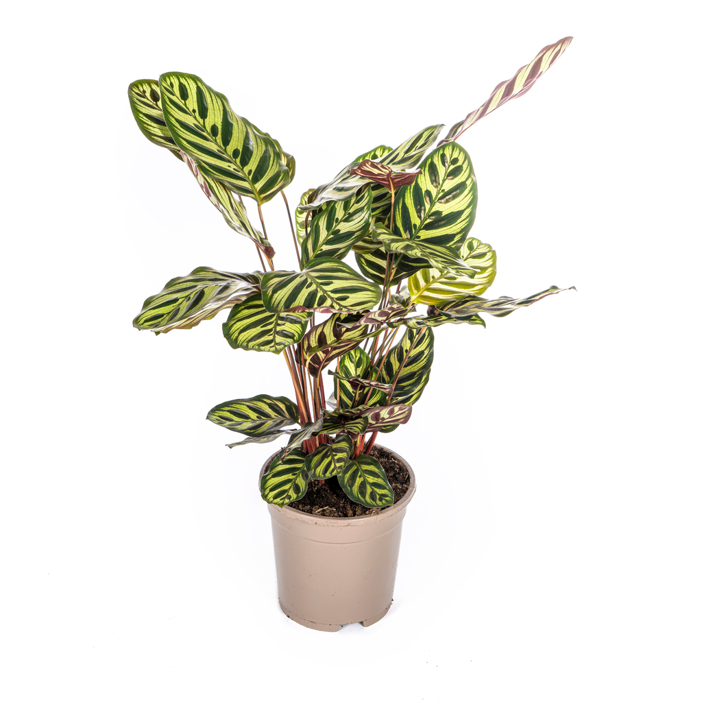 Pfauen-Korbmarante (Calathea makoyana) – pflegeleichte Zimmerpflanze, Topf-Ø 17 cm, Höhe ca. 17 cm