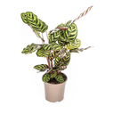Pfauen-Korbmarante (Calathea makoyana) – pflegeleichte Zimmerpflanze, Topf-Ø 17 cm, Höhe ca. 17 cm