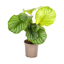 Rundblättrige Korbmarante (Calathea orbifolia) – pflegeleichte Zimmerpflanze, Topf-Ø 17 cm, Höhe ca. 17 cm
