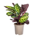 Rosa Korbmarante (Calathea roseopicta) – pflegeleichte Zimmerpflanze, Topf-Ø 17 cm, Höhe ca. 17 cm