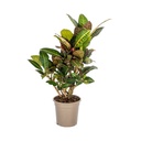 Kroton 'Petra' (Codiaeum) – pflegeleichte Zimmerpflanze, Topf-Ø 21 cm, Höhe ca. 60–80 cm