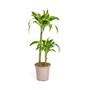 Drachenbaum (Dracaena deremensis) – pflegeleichte Zimmerpflanze, Topf-Ø 19 cm, Höhe ca. 19 cm