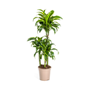 Drachenbaum (Dracaena deremensis) – pflegeleichte Zimmerpflanze, Topf-Ø 21 cm, Höhe ca. 21 cm