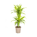 Drachenbaum (Dracaena deremensis) – pflegeleichte Zimmerpflanze, Topf-Ø 19 cm, Höhe ca. 19 cm