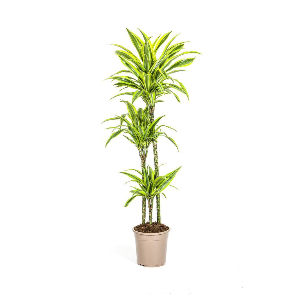 Drachenbaum (Dracaena deremensis) – pflegeleichte Zimmerpflanze, Topf-Ø 24 cm, Höhe ca. 24 cm
