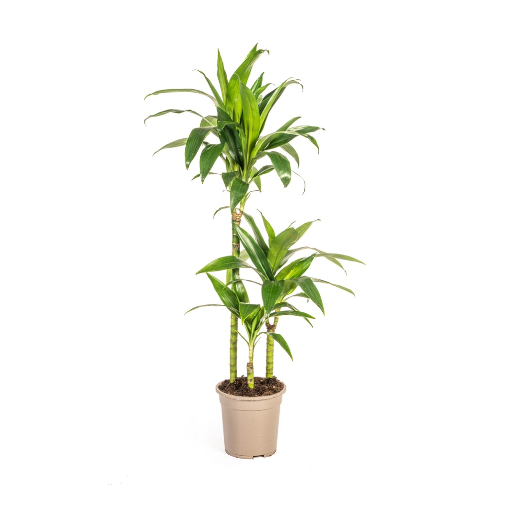 Drachenbaum (Dracaena deremensis) – pflegeleichte Zimmerpflanze, Topf-Ø 21 cm, Höhe ca. 21 cm
