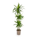 Drachenbaum 'Lisa' (Dracaena deremensis) – pflegeleichte Zimmerpflanze, Topf-Ø 24 cm, Höhe ca. 130–150 cm