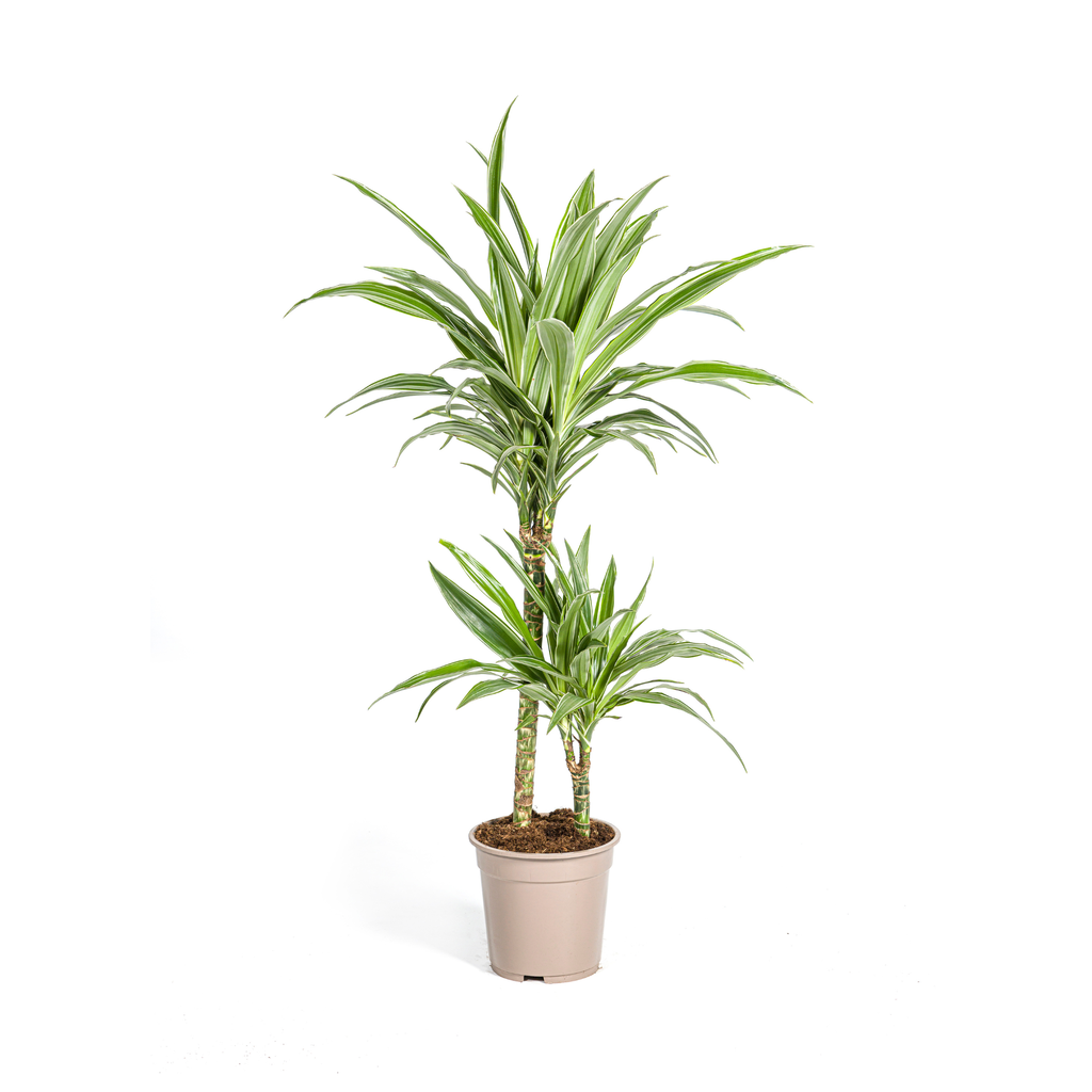 Drachenbaum (Dracaena deremensis) – pflegeleichte Zimmerpflanze, Topf-Ø 19 cm, Höhe ca. 19 cm