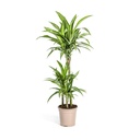 Drachenbaum (Dracaena deremensis) – pflegeleichte Zimmerpflanze, Topf-Ø 21 cm, Höhe ca. 21 cm