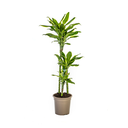 Dracaena Fragrans Goldküste Ø21cm - ↕90 - 110cm