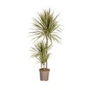 Schmalblättriger Drachenbaum (Dracaena marginata) – pflegeleichte Zimmerpflanze, Topf-Ø 21 cm, Höhe ca. 21 cm