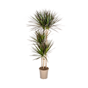 Drachenbaum (Dracaena marginata) – pflegeleichte Zimmerpflanze, Topf-Ø 24 cm, Höhe ca. 24 cm