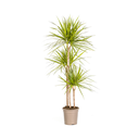 Drachenbaum (Dracaena marginata) – pflegeleichte Zimmerpflanze, Topf-Ø 24 cm, Höhe ca. 24 cm