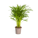 Goldfruchtpalme (Dypsis arenarum) – pflegeleichte Zimmerpflanze, Topf-Ø 19 cm, Höhe ca. 19 cm