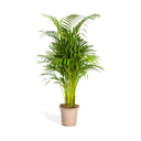 Sand-Palme (Dypsis arenarum) – pflegeleichte Zimmerpflanze, Topf-Ø 21 cm, Höhe ca. 21 cm