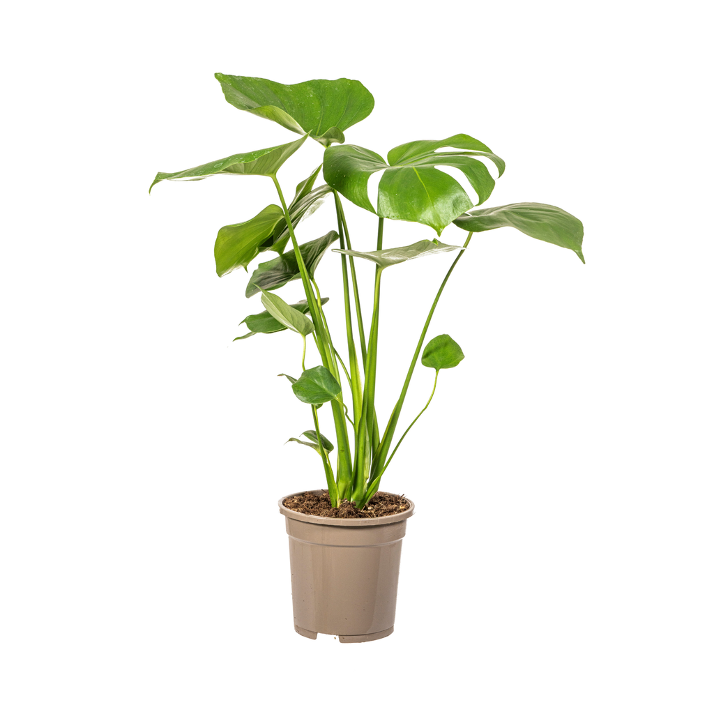 Fensterblatt (Monstera deliciosa) – pflegeleichte Zimmerpflanze, Topf-Ø 17 cm, Höhe ca. 17 cm
