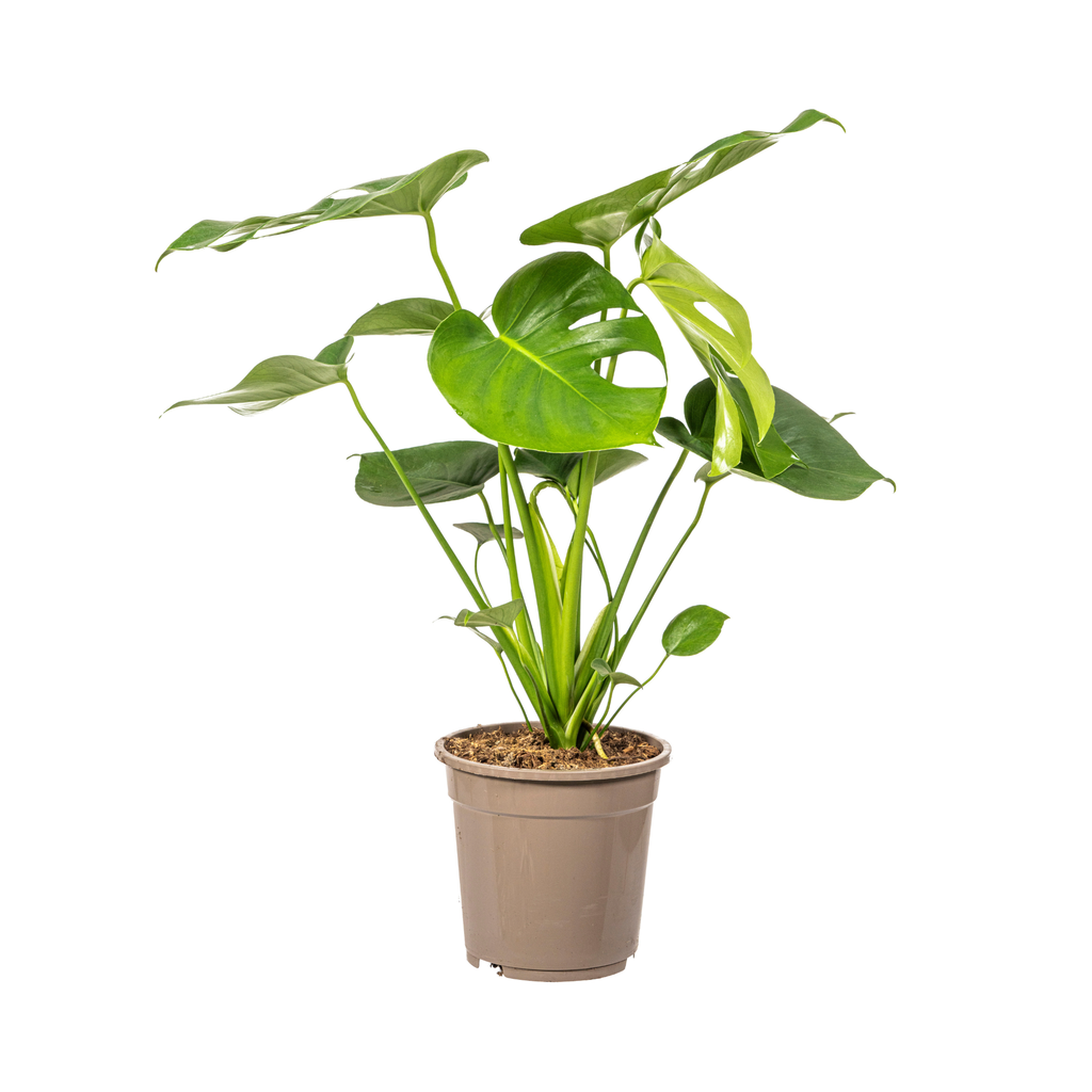 Fensterblatt (Monstera deliciosa) – pflegeleichte Zimmerpflanze, Topf-Ø 19 cm, Höhe ca. 19 cm