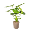 Fensterblatt (Monstera deliciosa) – pflegeleichte Zimmerpflanze, Topf-Ø 19 cm, Höhe ca. 19 cm