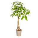 Glückskastanie (Pachira aquatica) – pflegeleichte Zimmerpflanze, Topf-Ø 21 cm, Höhe ca. 21 cm