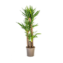Palmlilie (Yucca elephantipes) – pflegeleichte Zimmerpflanze, Topf-Ø 24 cm, Höhe ca. 24 cm