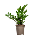Glücksfeder (Zamioculcas zamiifolia) – pflegeleichte Zimmerpflanze, Topf-Ø 17 cm, Höhe ca. 17 cm