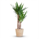 Riesen-Palmlilie (Yucca elephantipes) – pflegeleichte Zimmerpflanze, im Dekokorb, Höhe ca. 90 cm