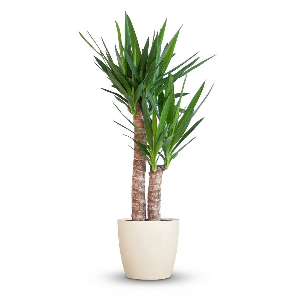 Yucca-Palme (Yucca elephantipes) – pflegeleichte Zimmerpflanze, Höhe ca. 90 cm