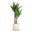 Yucca-Palme (Yucca elephantipes) – pflegeleichte Zimmerpflanze, Höhe ca. 90 cm