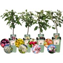 Obstbäume 4er-Set (Obstbäume 4er-set) – winterharte Obstbäume, Topf-Ø 20 cm, Höhe ca. 60 cm