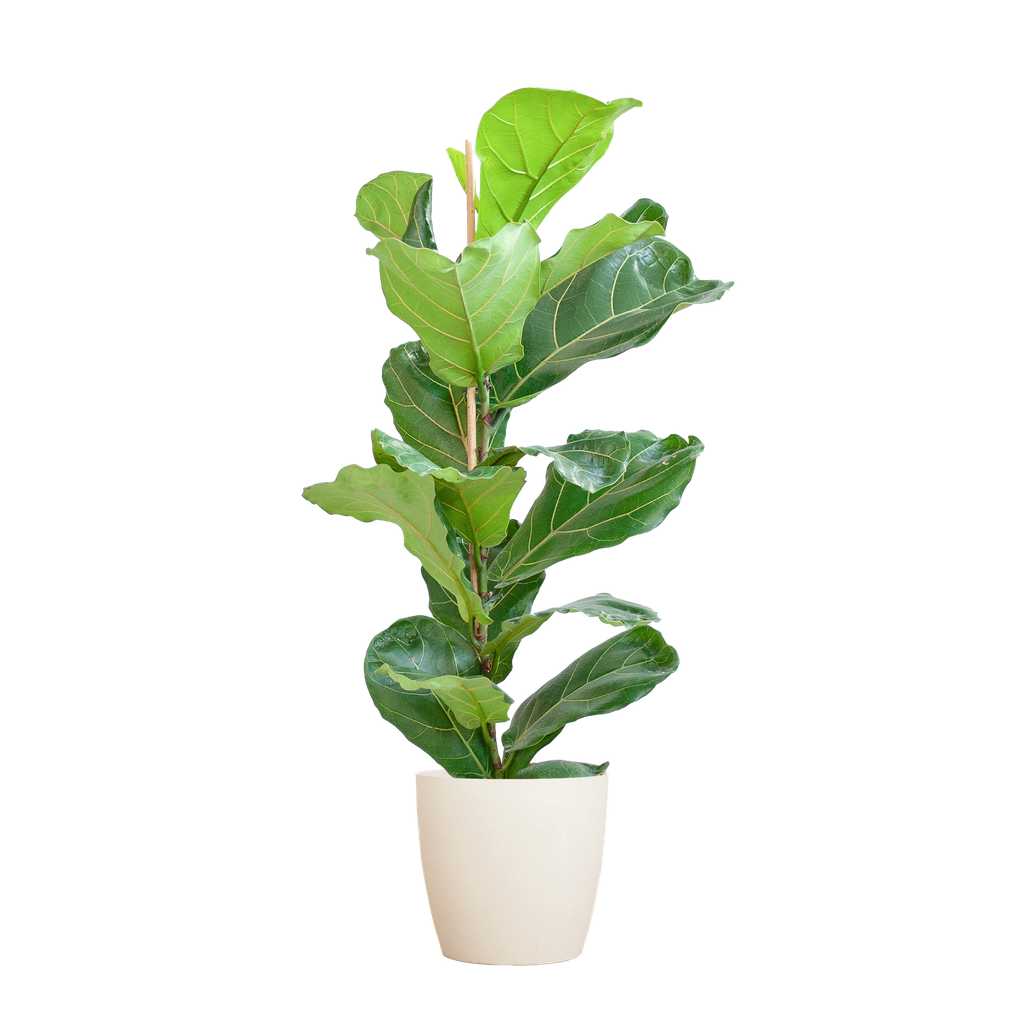 Ficus Lyrata mit Potter-Topf weiß – 80 cm – Ø21