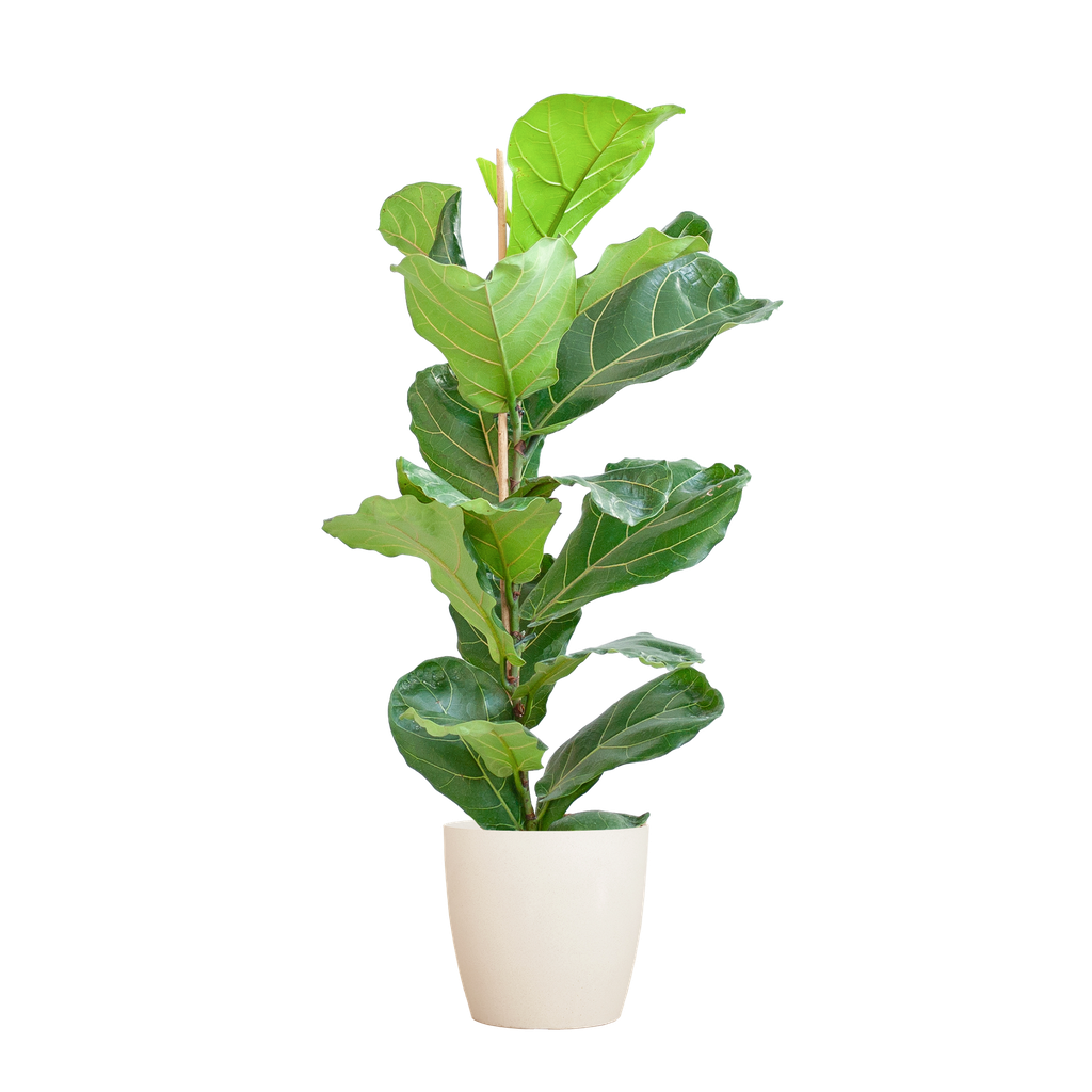 Geigenfeige (Ficus lyrata) – pflegeleichte Zimmerpflanze, Höhe ca. 80 cm