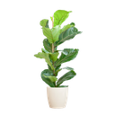 Geigenfeige (Ficus lyrata) – pflegeleichte Zimmerpflanze, Höhe ca. 80 cm