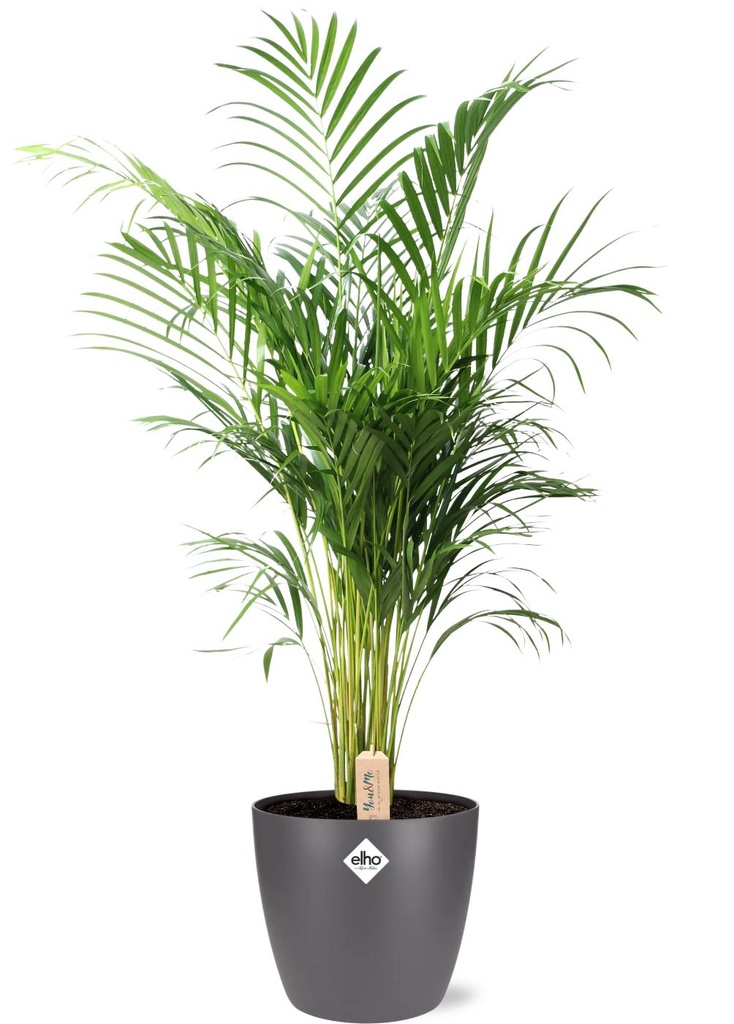 Dypsis Lutescens (Areca) - Topf-Ø 24 cm - Höhe ca. 110 cm + Pot Brussels D25x23cm - Anthrazit