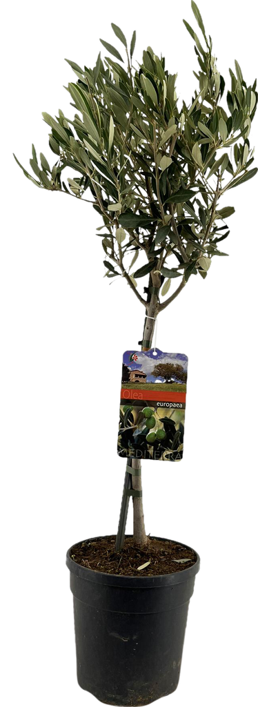 Olea Europaea "op Stam" - Ø19cm - ↕90cm