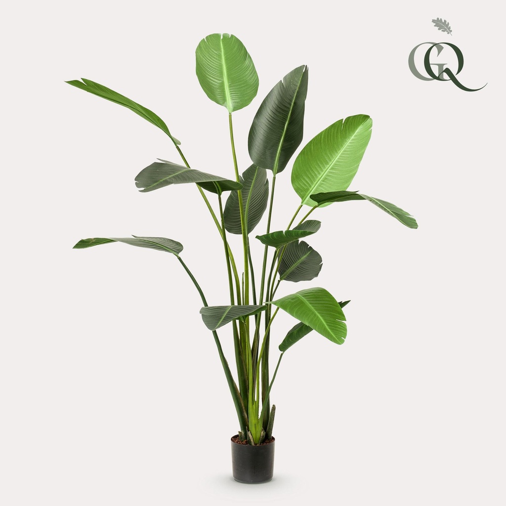 Kunstpflanze - Strelitzia Nicolai - Paradiesvogelblume - 230cm